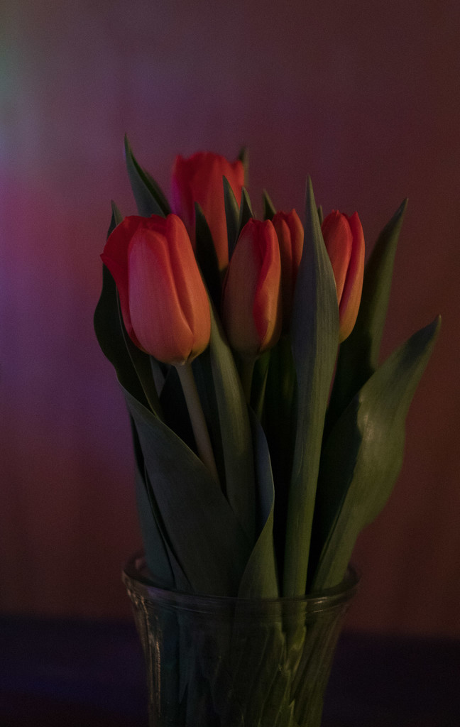 Tulips' glow by randystreat