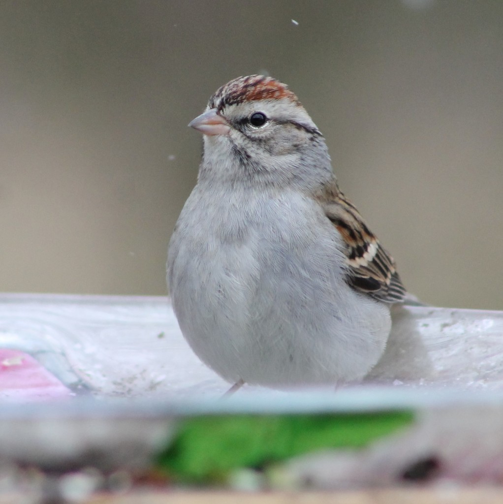 Chipping Sparrow by cjwhite