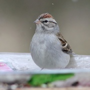 13th Jan 2018 - Chipping Sparrow