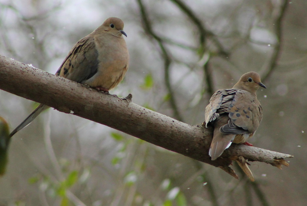 Mourning Doves by cjwhite
