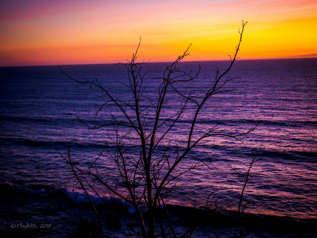 Tree On The Beach At Sunset by elatedpixie
