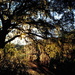 Late afternoon at the park by congaree