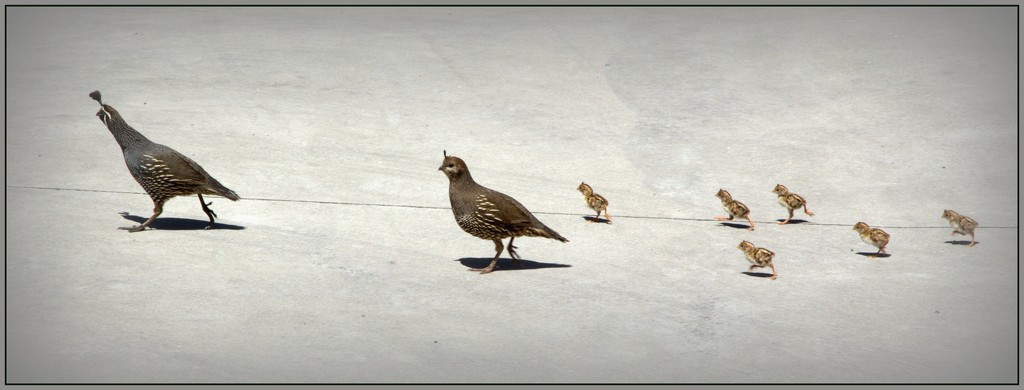 The quail family by dide