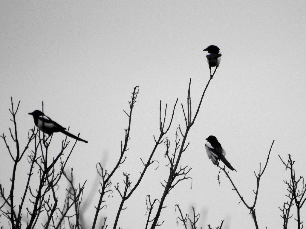 Three Magpies by oldjosh