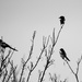 Three Magpies by oldjosh