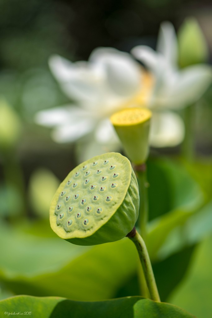 Lotus Lily by yorkshirekiwi