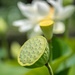Lotus Lily by yorkshirekiwi