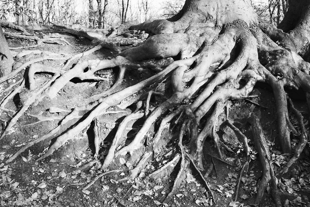 Roots by vincent24