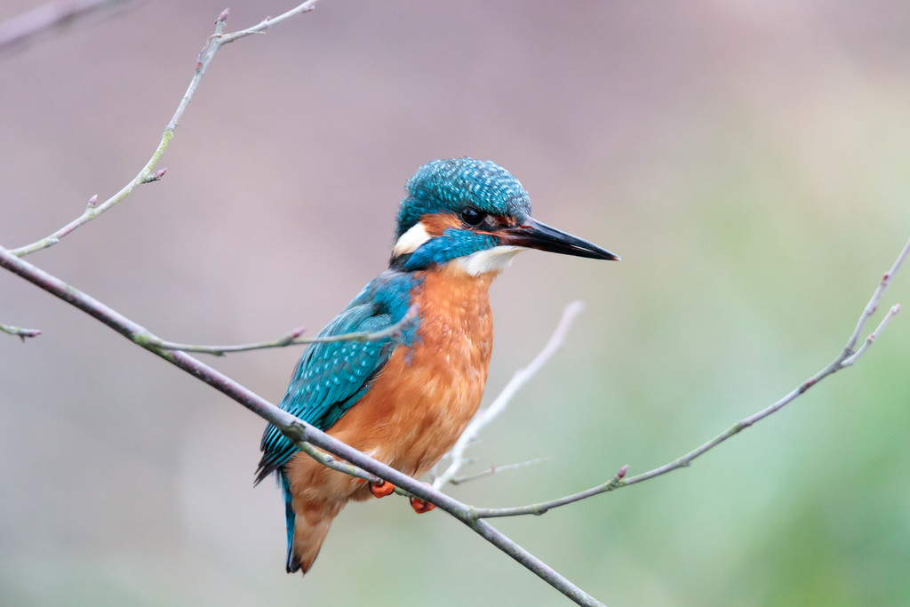 Male Kingfisher-frame filler by padlock