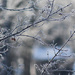 Frost on branches by mittens