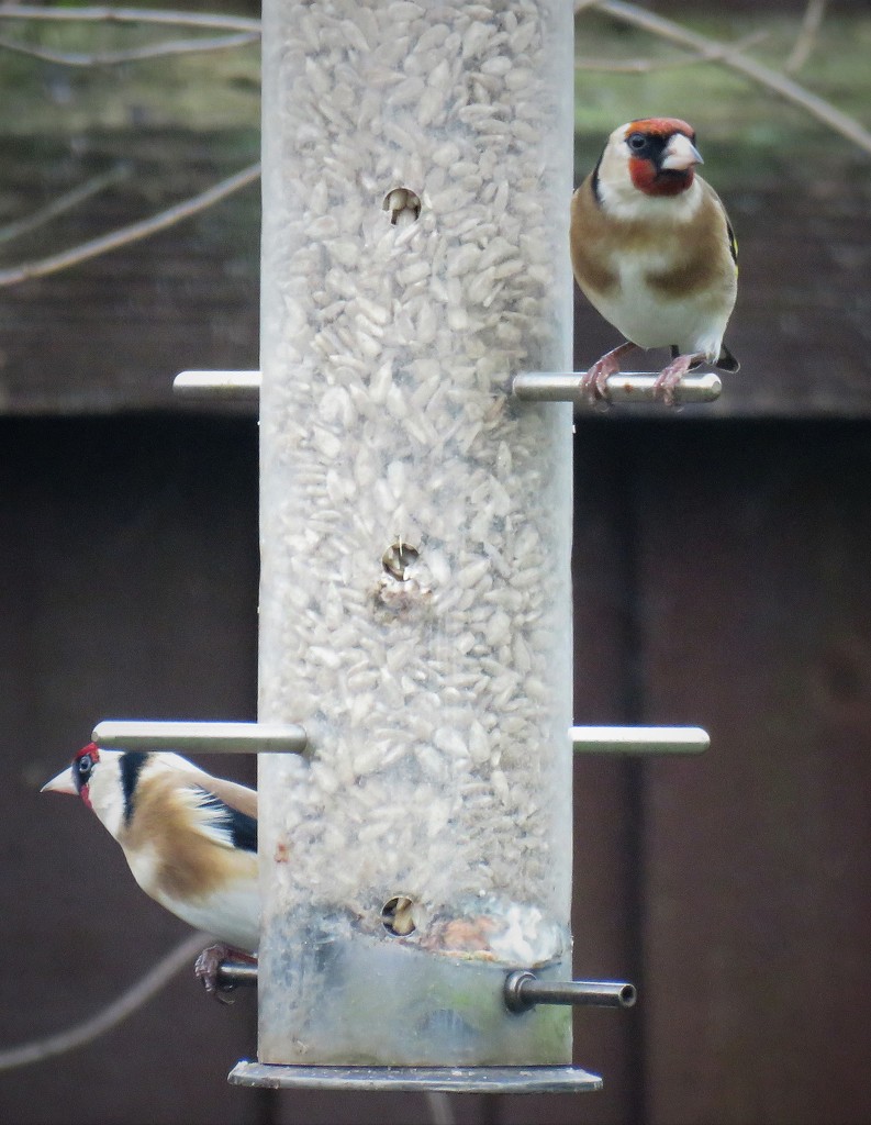 Goldfinch Pair by phil_sandford