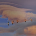 White Pelicans Flying In Patagonia Sky by jgpittenger