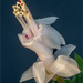 White Christmas Cactus by pcoulson