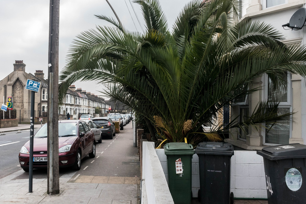 January 14 2018 - Palm Tree in East London by billyboy