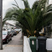 January 14 2018 - Palm Tree in East London by billyboy