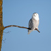 Snowy Owl! by fayefaye