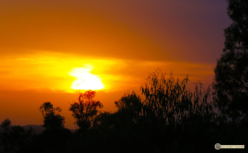 sunrise by koalagardens