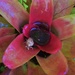 A Beetle in my Bromeliad ~ by happysnaps