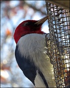 14th Jan 2018 - Red Headed Woodpecker at the Suet Feeder