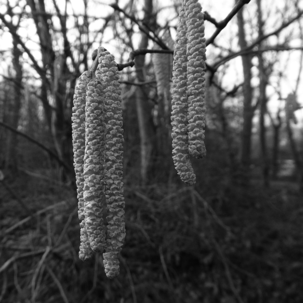 Catkins by shannejw