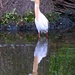 Little Egret by judithdeacon