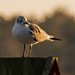 Seagull, Standing Guard! by rickster549