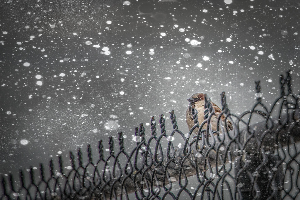 Bird on the Fence in the Snow by taffy