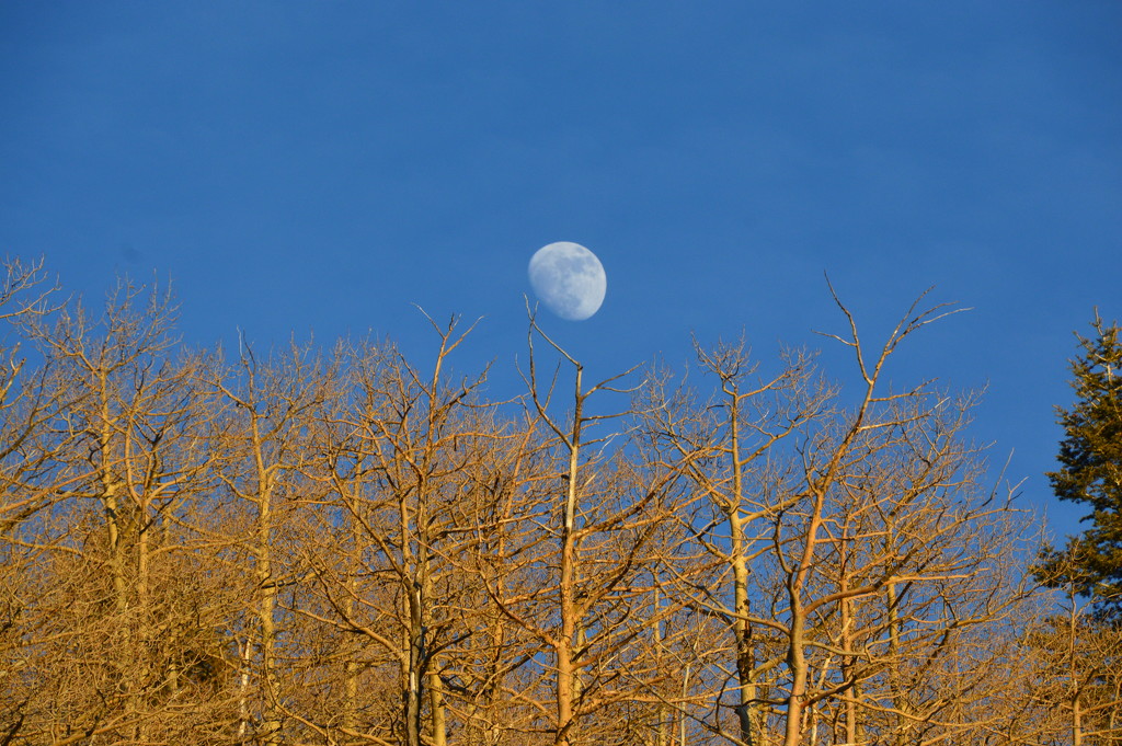 Moon rise over aspens by bigdad