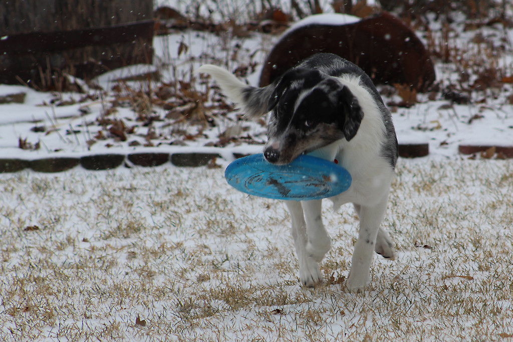 IMG_6959 frisbee play by pennyrae