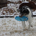 IMG_6959 frisbee play by pennyrae