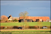 15th Jan 2018 - Across the fields