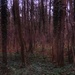 Morning in the woods by mattjcuk