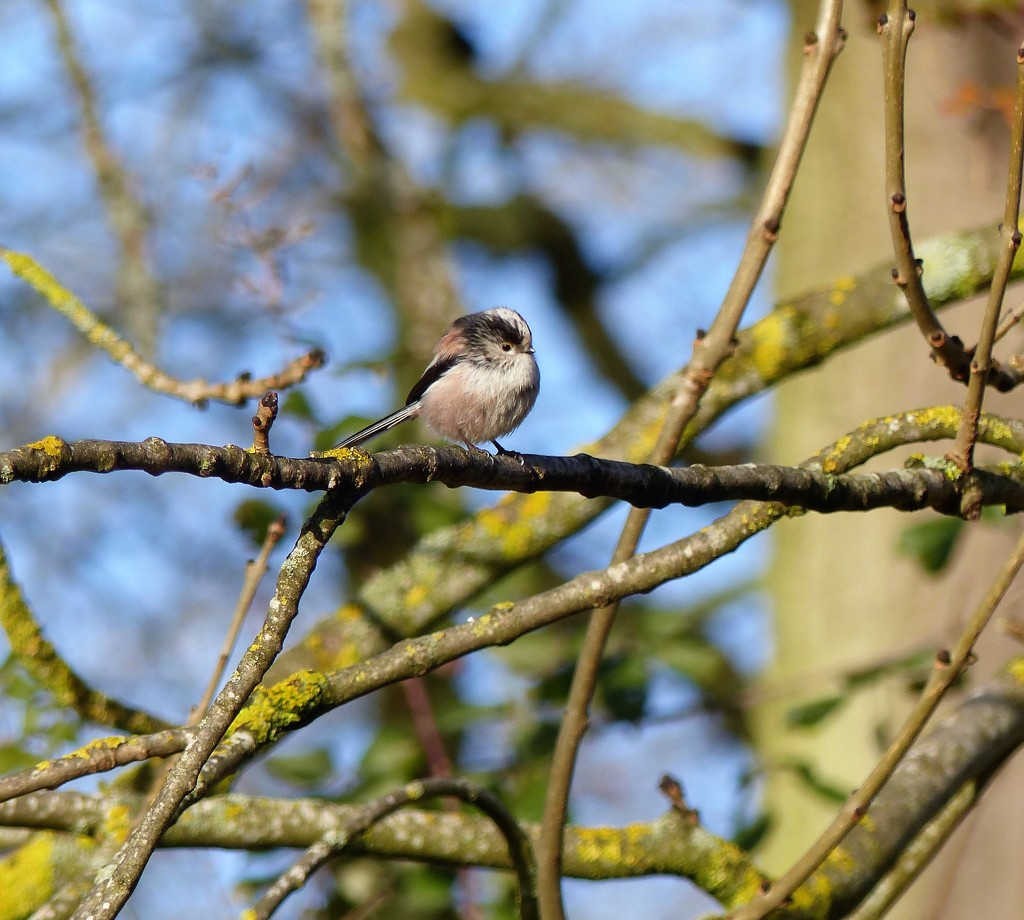 Long Tailed Tit NOT on the feeder by susiemc