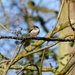 Long Tailed Tit NOT on the feeder by susiemc