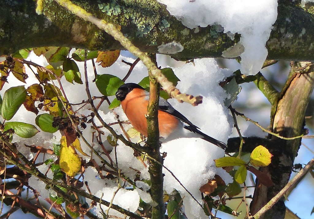 Mr Bullfinch in the Snow by susiemc