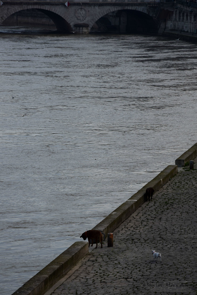 dogs along the Seine by parisouailleurs
