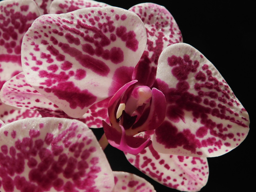 Spotty Orchid... by 365anne