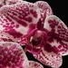 Spotty Orchid... by 365anne