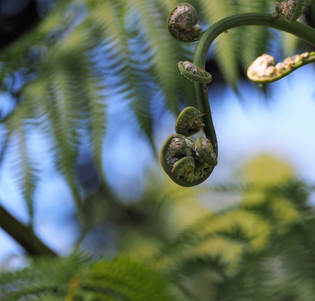 Tree fern by jacqbb