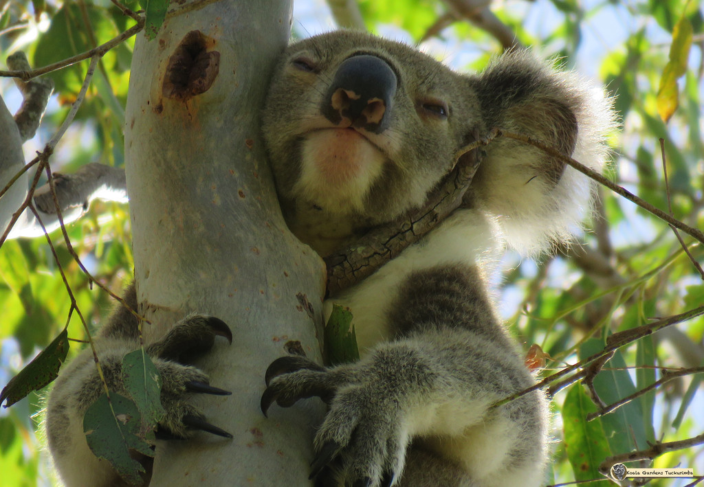 neck brace by koalagardens