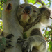 neck brace by koalagardens