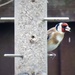 Feasting Goldfinch  by phil_sandford