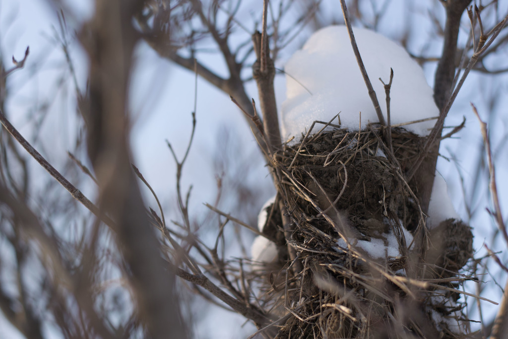 Snow covered nest.  by meemakelley