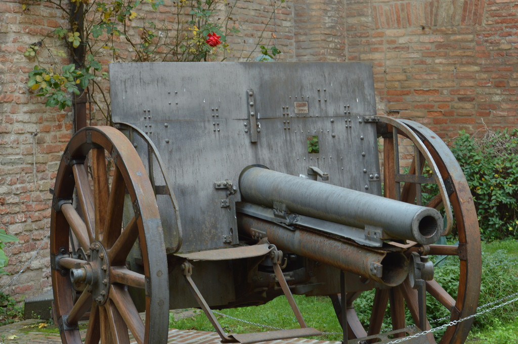 The cannon and the rose by caterina