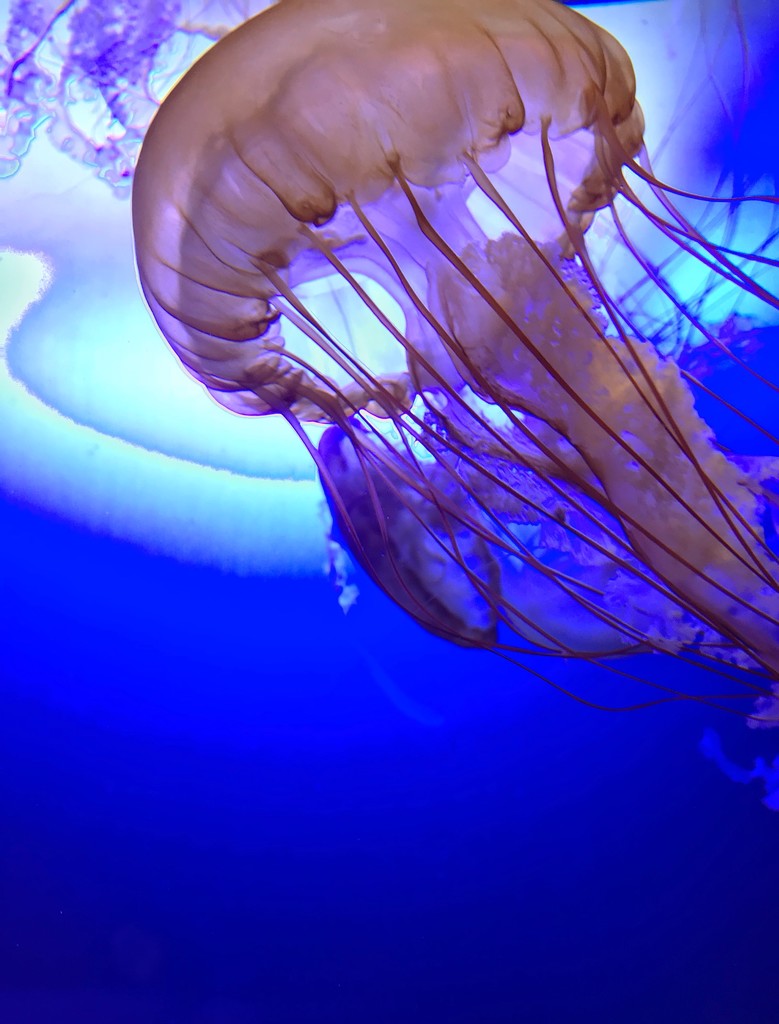 Day 121:  Jellyfish by sheilalorson