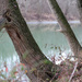 Trees along the river by spectrum