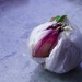 Garlic by toinette