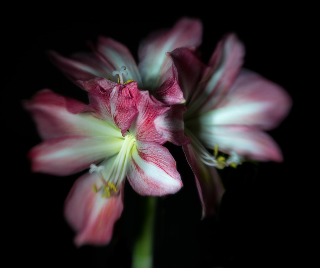 Paimpont 2018: Day 15 - Lensbaby Amaryllis by vignouse
