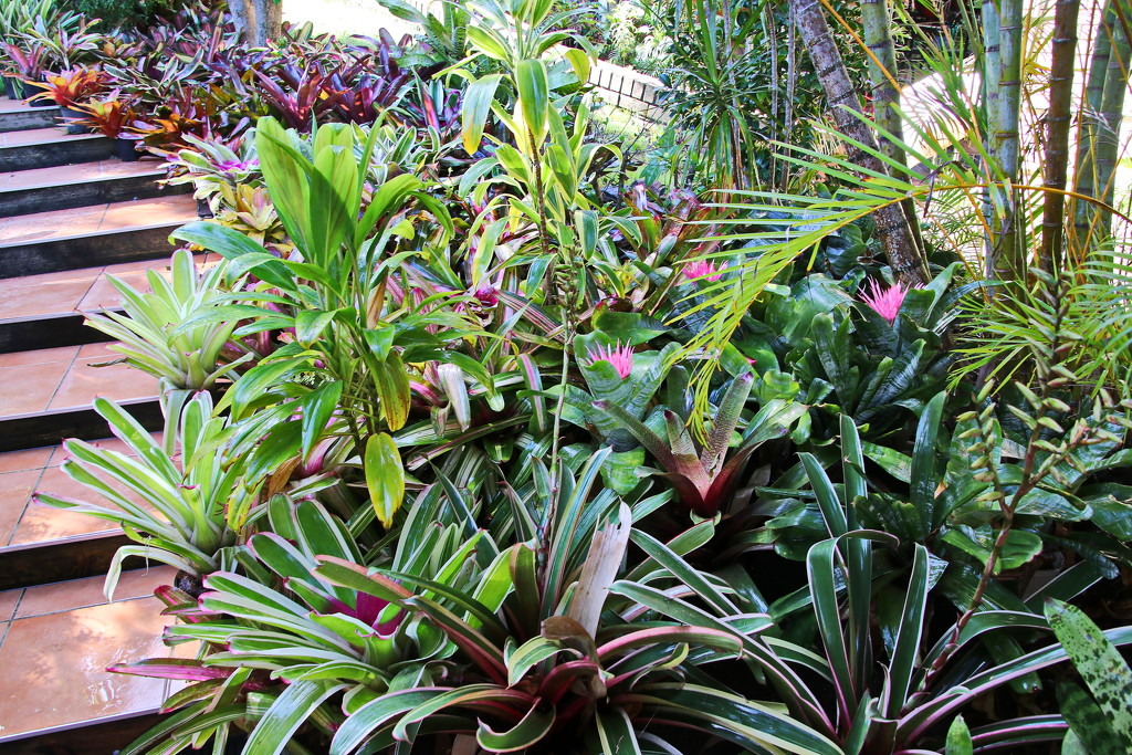 Our Garden 9 - Not More Bromeliads by terryliv
