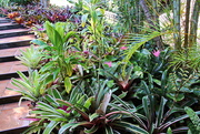 15th Jan 2018 - Our Garden 9 - Not More Bromeliads